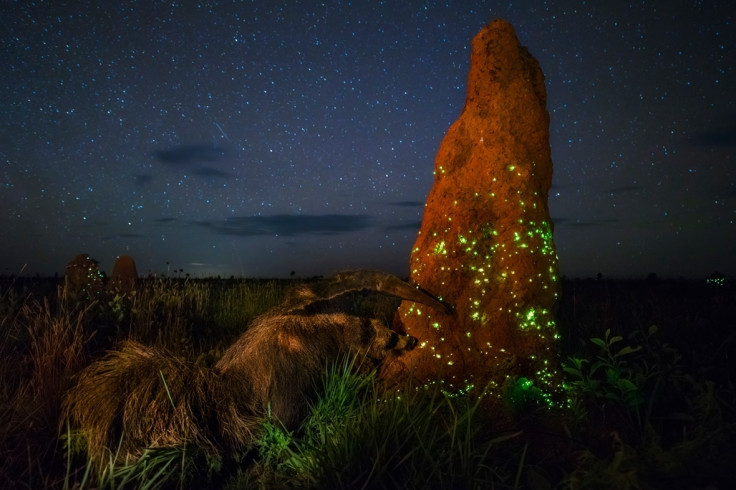 Wildlife Photographer of the Year 2017