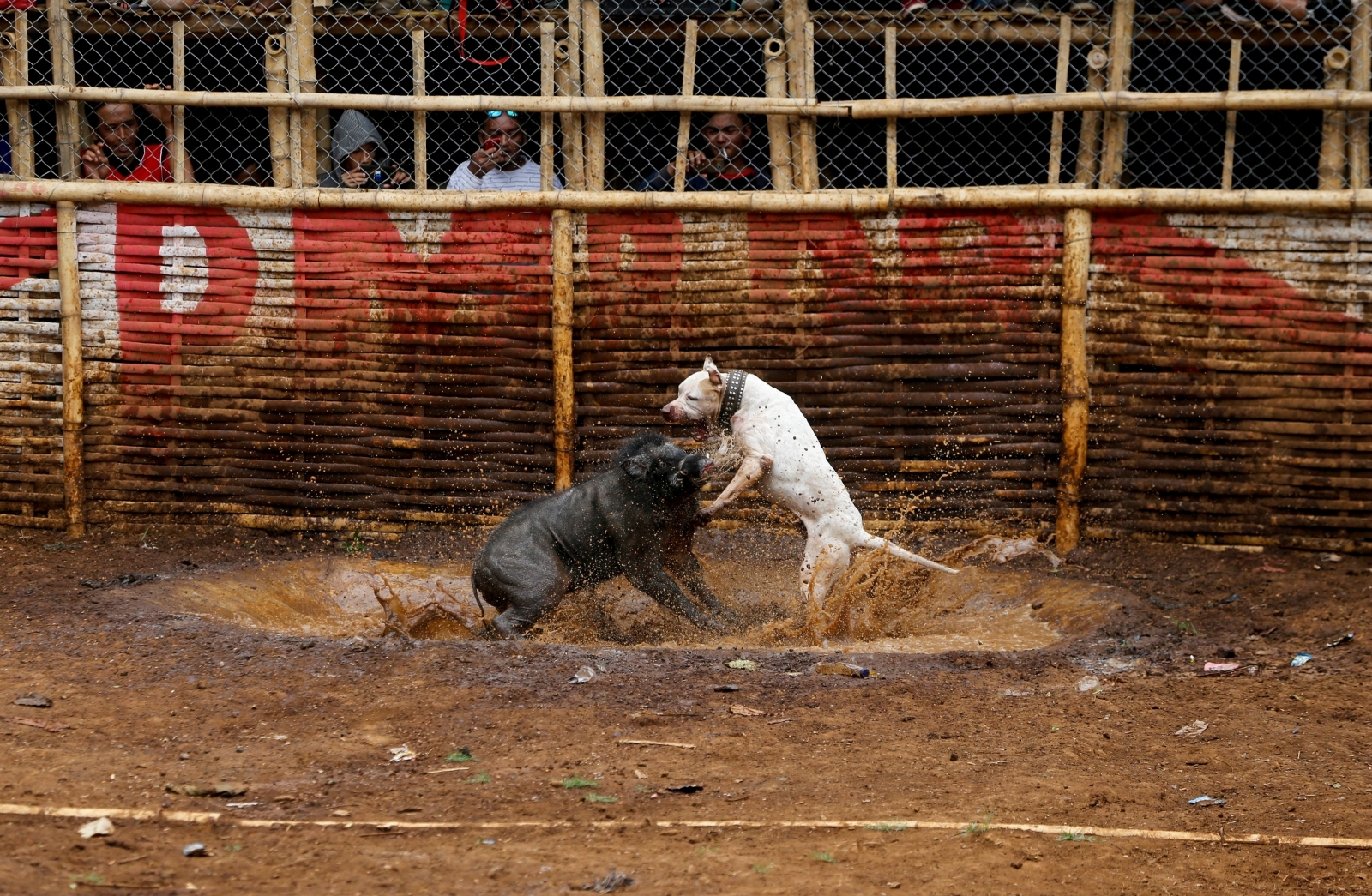Brutal pictures from a bloody dog and wild boar fighting tournament in