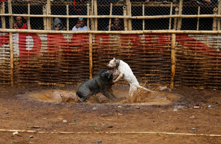 Dog Wild Boar fighting Indonesia