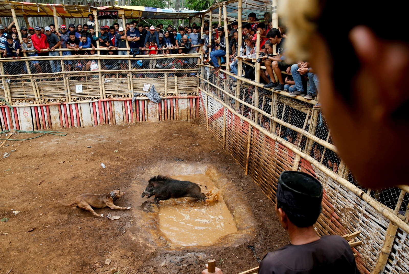 Brutal pictures from a bloody dog and wild boar fighting