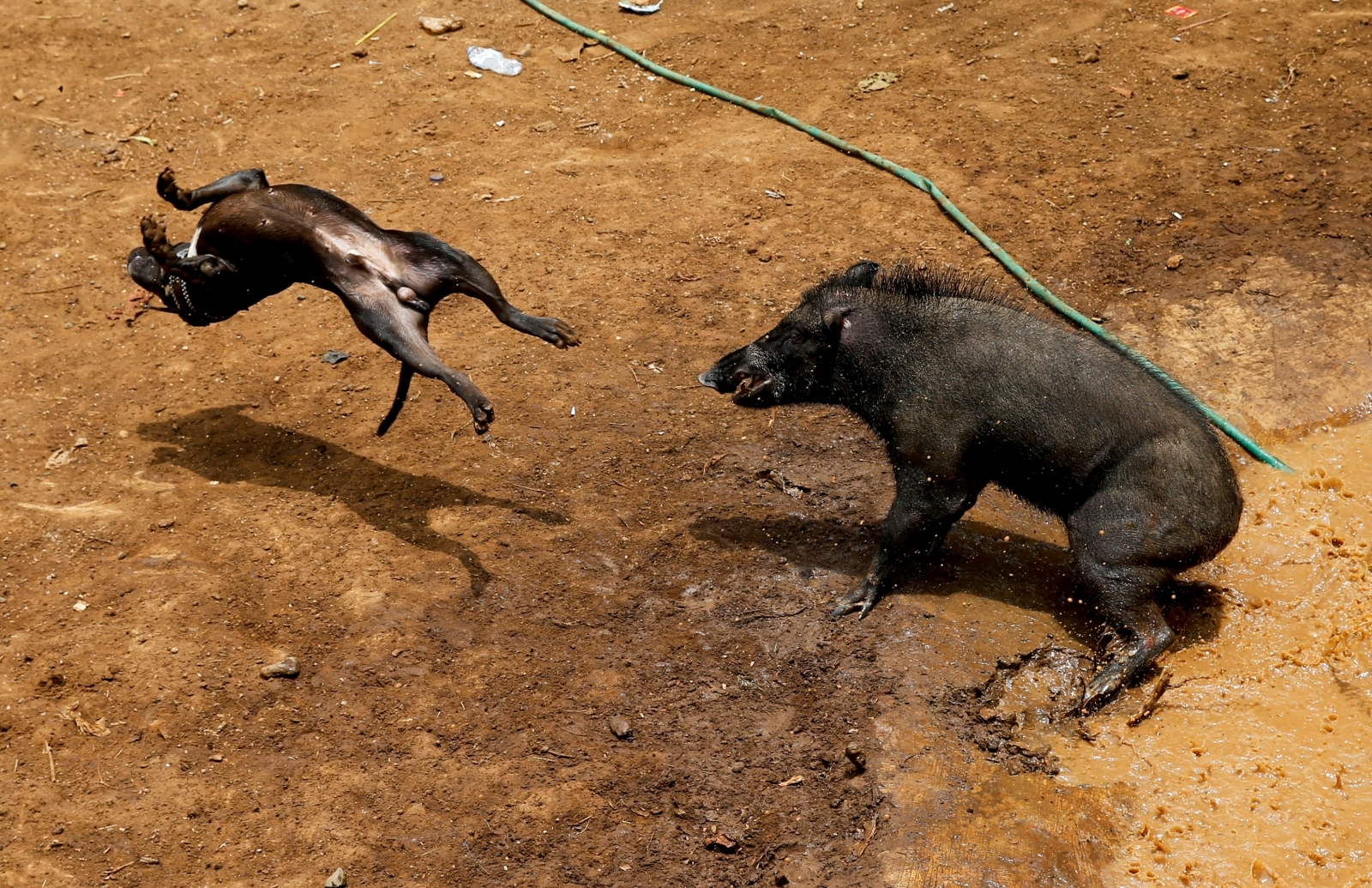Brutal pictures from a bloody dog and wild boar fighting tournament in
