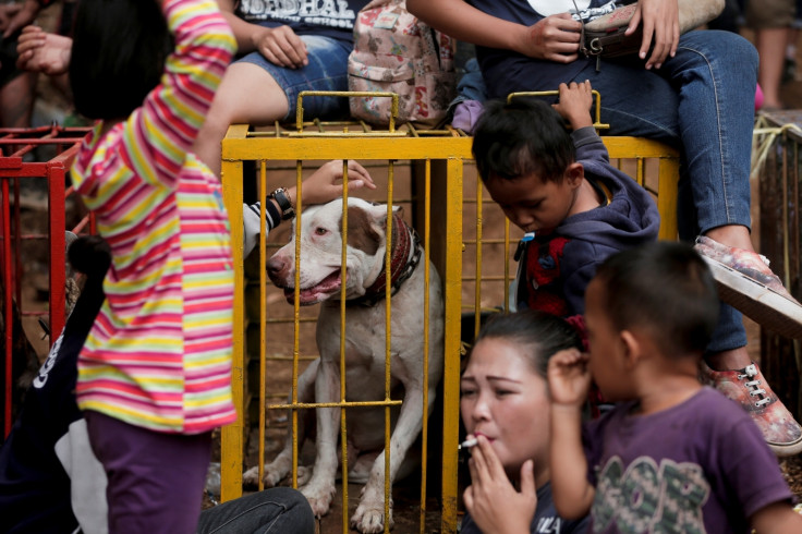 Dog Wild Boar fighting Indonesia