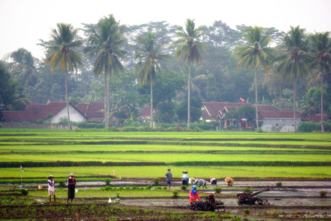 Indonesian farmers