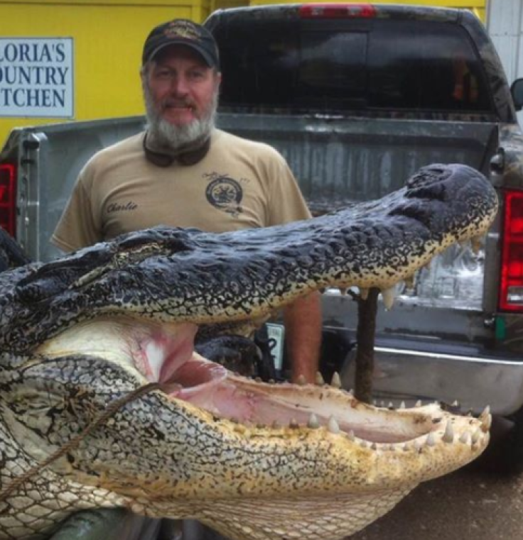 Alligator hunter Charlie LeDoux