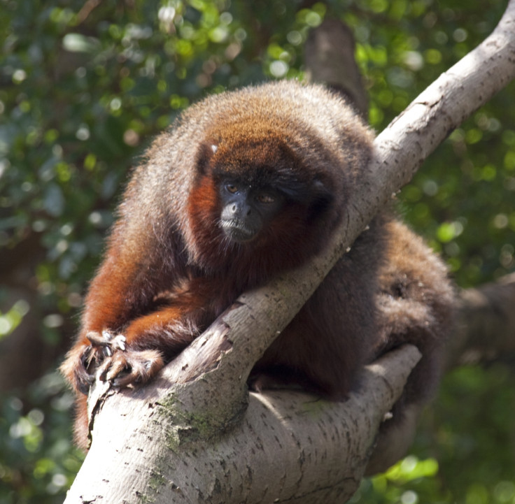 Coppery titi monkey