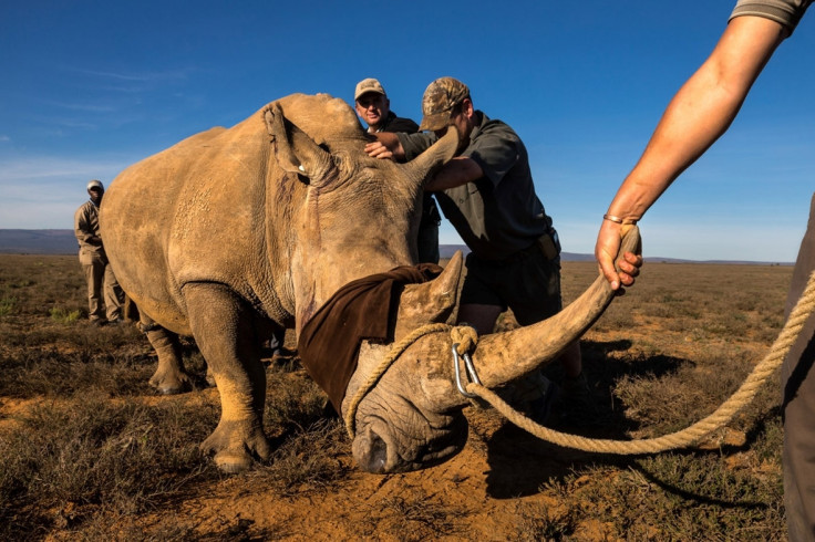 Brent Stirton trade in rhino horn