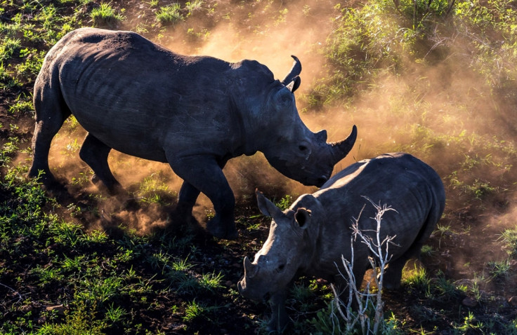 Brent Stirton trade in rhino horn