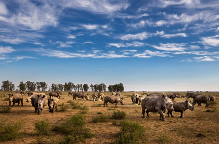 Brent Stirton trade in rhino horn