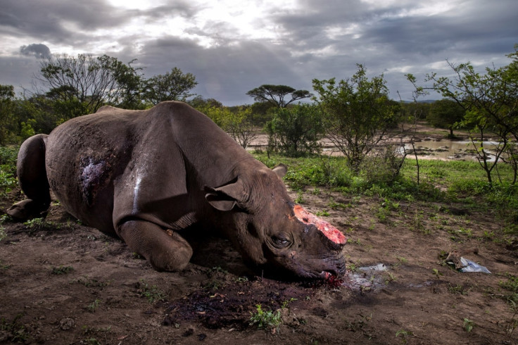 Brent Stirton trade in rhino horn