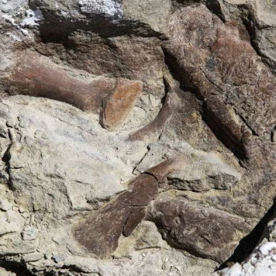 Tyrannosaur fossil