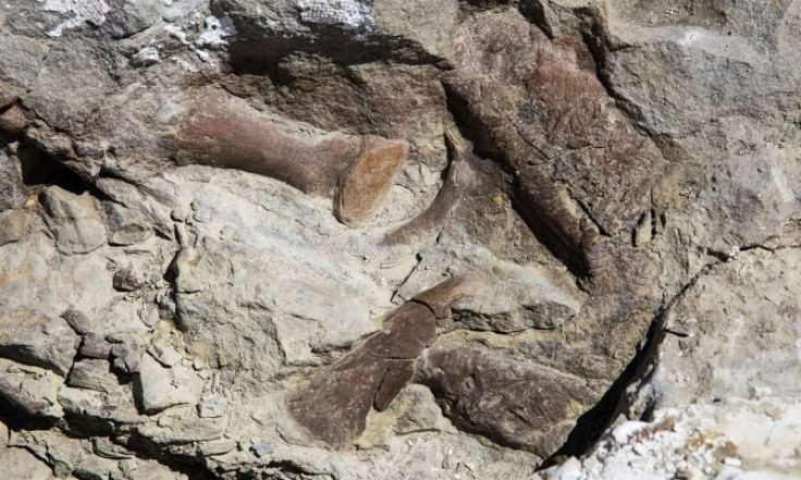 Tyrannosaur fossil