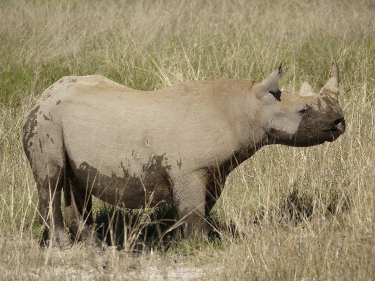 Black rhino