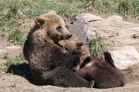 Female bear and cubs