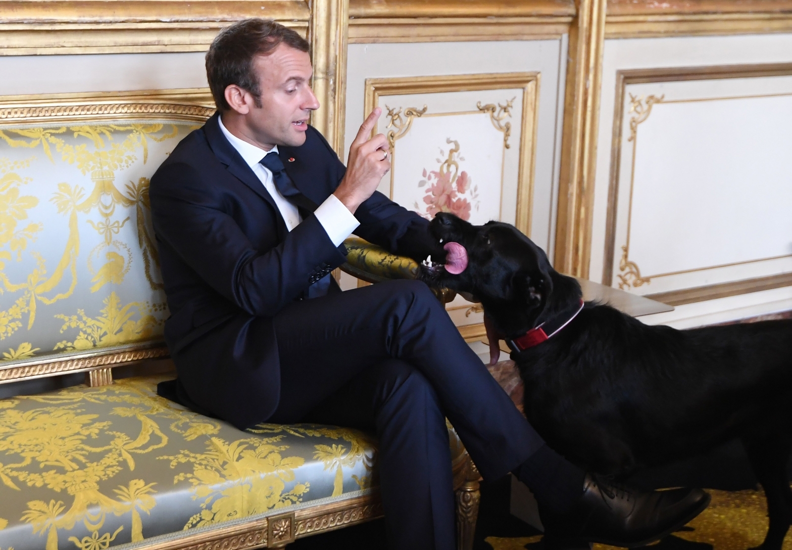 Emmanuel Macron's dog Nemo interrupts meeting to relieve himself