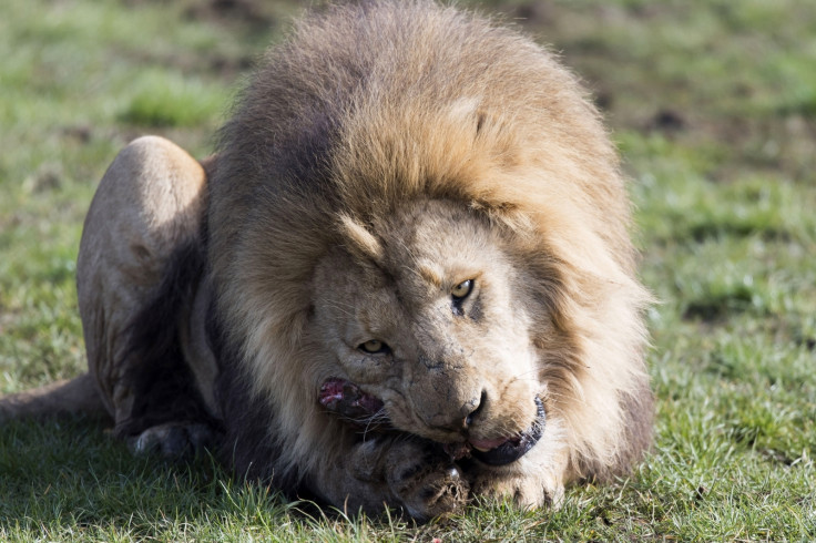 Lion feeding at Longleat