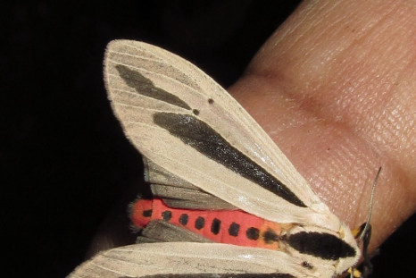 Creatonotos Gangis moth