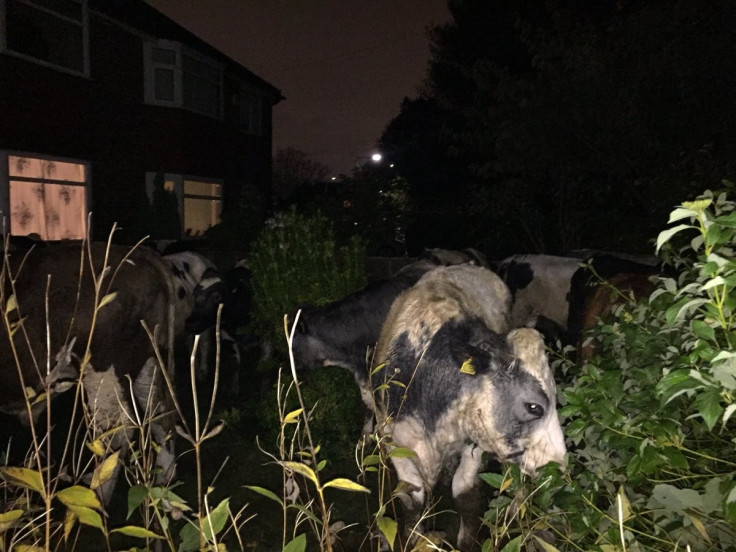 Cows in garden