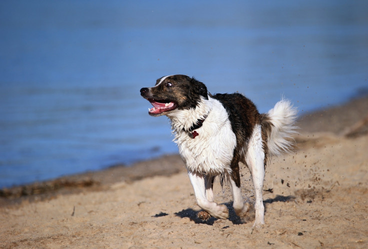 A Northern Irish man has been convicted of animal cruelty after killing a Border Collie dog and feeding it to his own pet