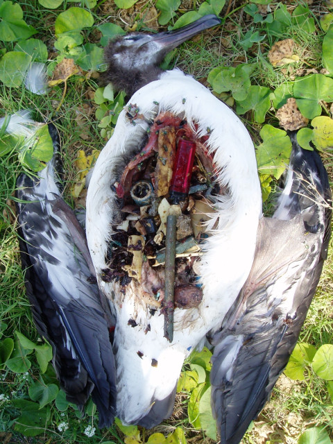 Albatross with plastic in stomach