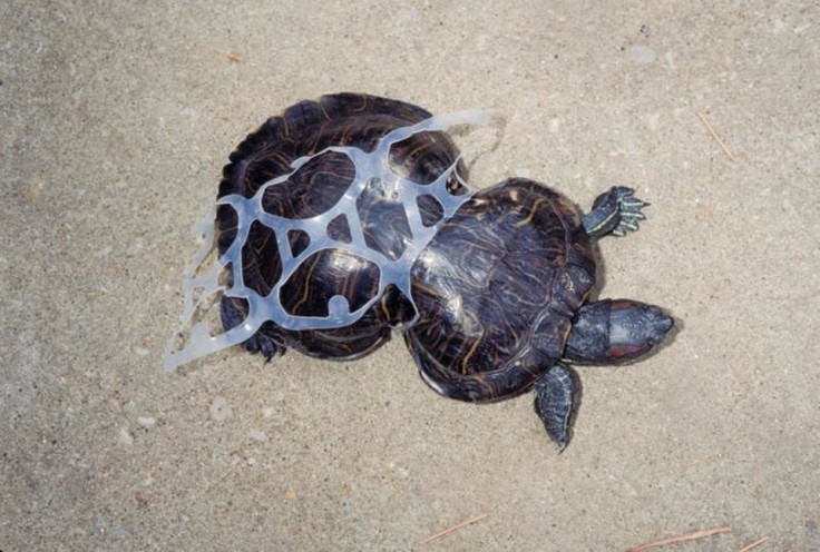 Turtle ocean plastic