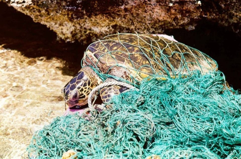 Turtle trapped in plastic