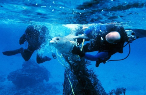 Sea lion trapped in plastic
