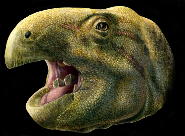 Dinosaur with scissor like teeth