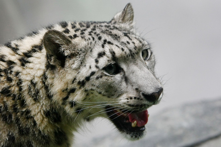 Snow Leopard at Central Park Zoo