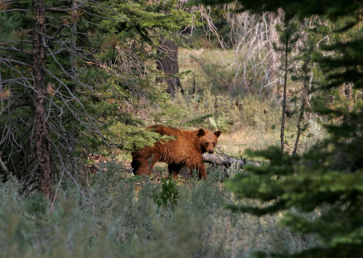 A bear near Lake Tahoe