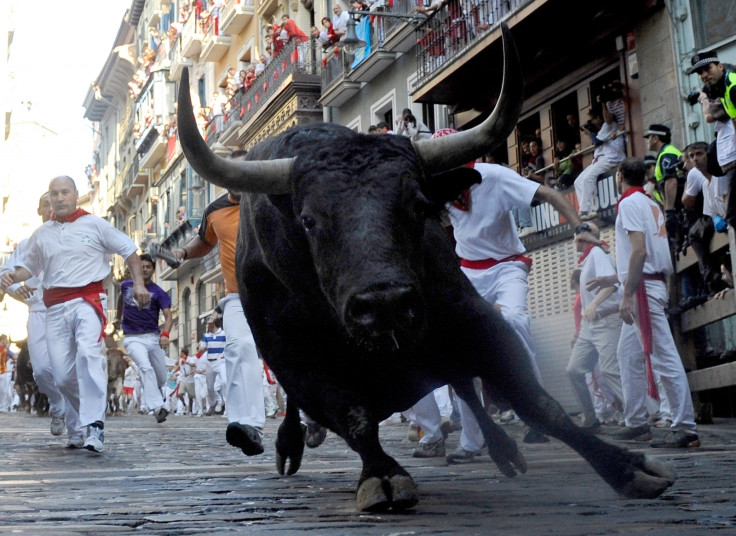 A bull running in Pamplona, Spain