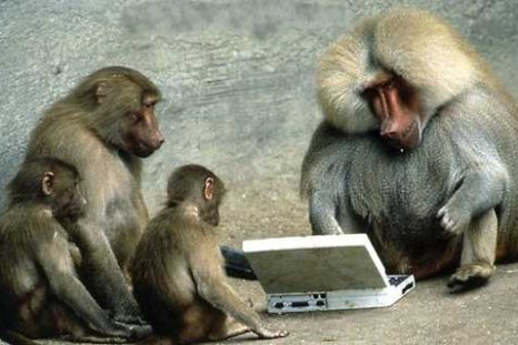 monkey computer laptop