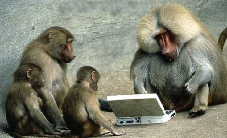 monkey computer laptop