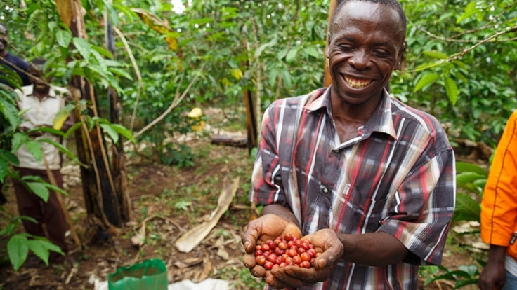 Coffee farmers in Uganda