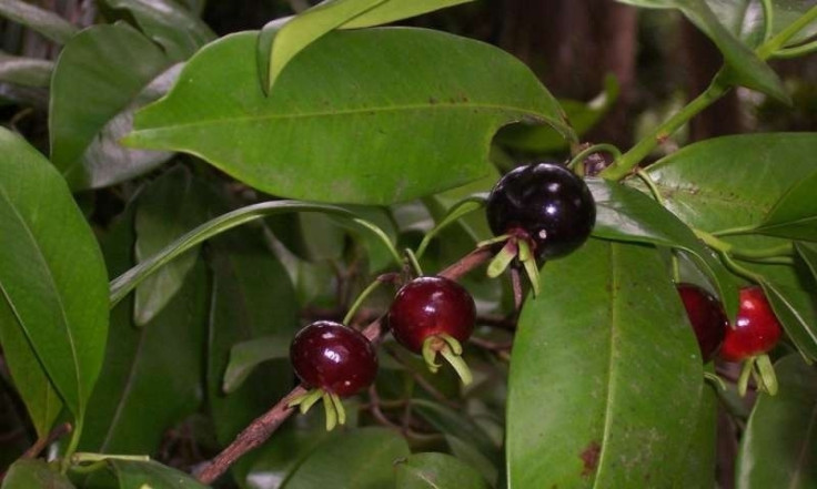 Grumichama (Eugenia brasiliensis)