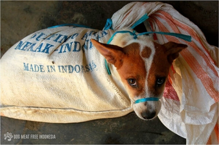 Indonesia dog meat