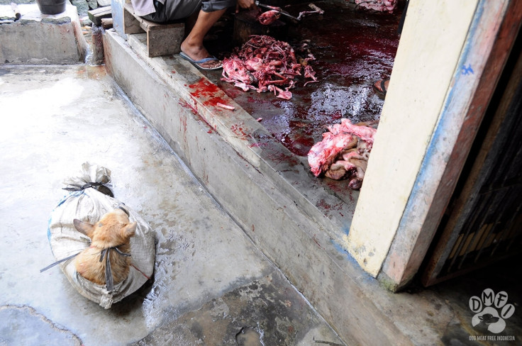 Indonesia dog meat