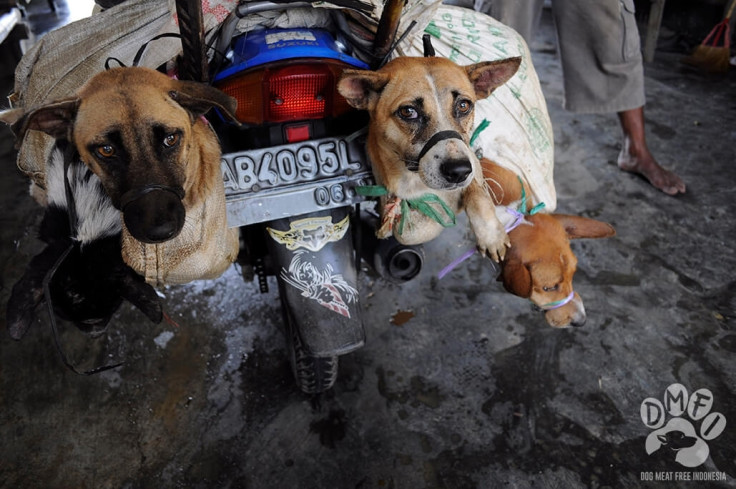 Indonesia dog meat