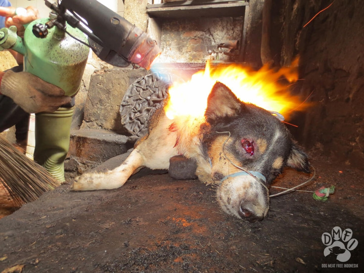 Indonesia dog meat