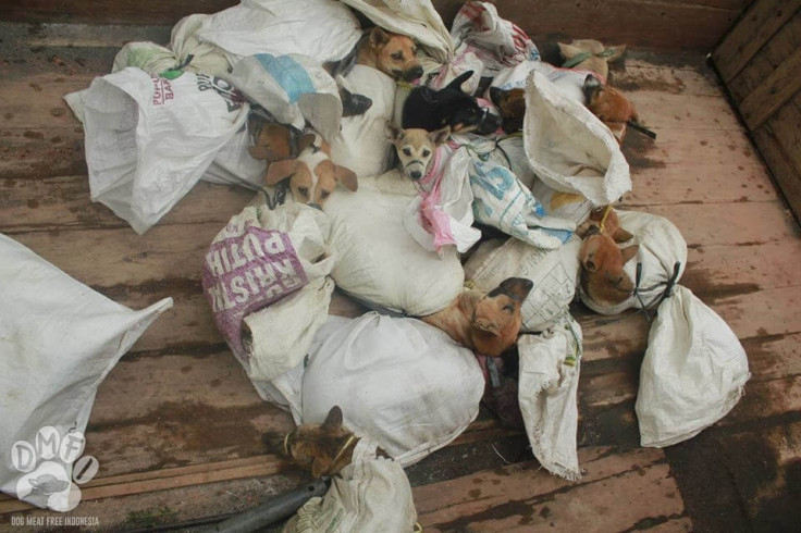 Dog meat indonesia