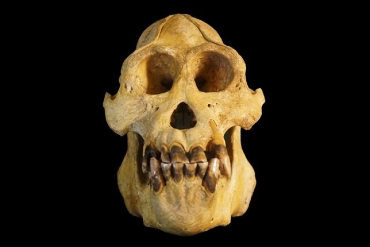 Tapanuli Orangutan skull