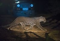 Wild India by Axel Gomille Wild India by Axel Gomille