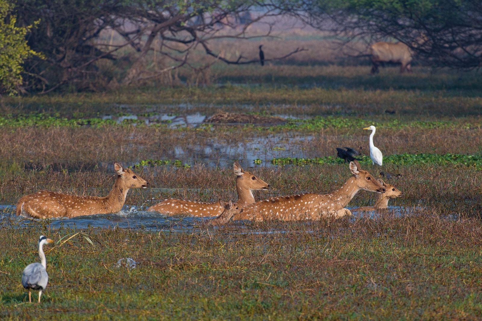 Wild India by Axel Gomille