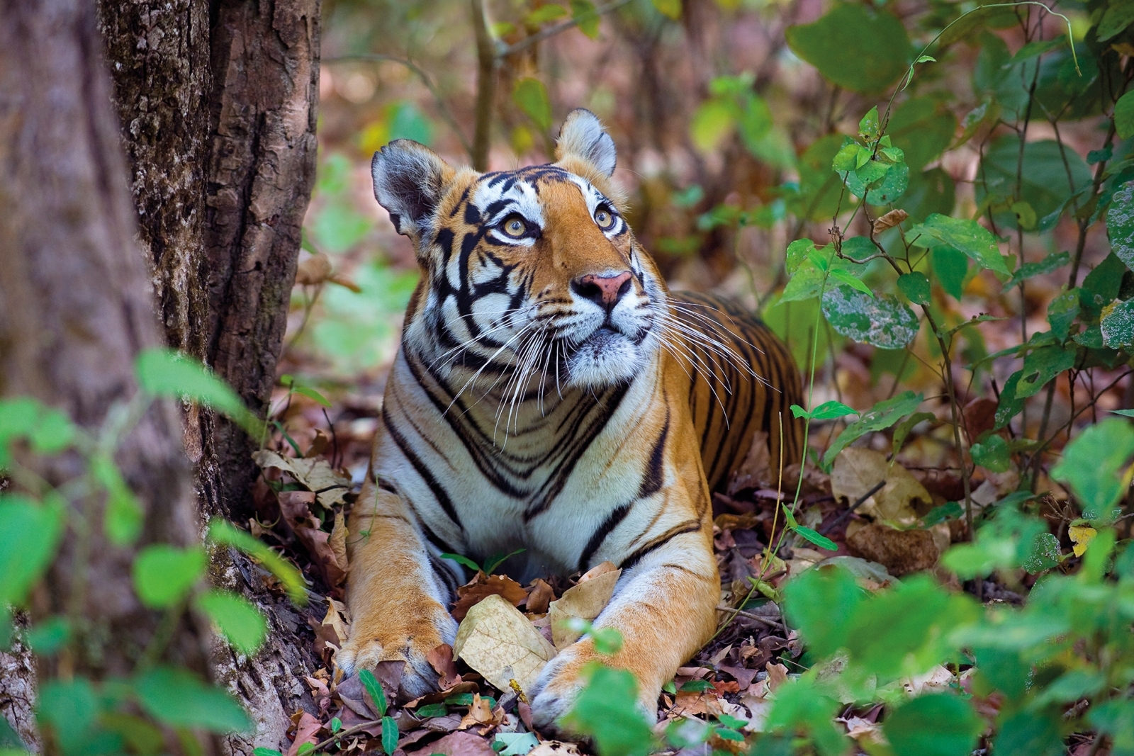 Wild India by Axel Gomille