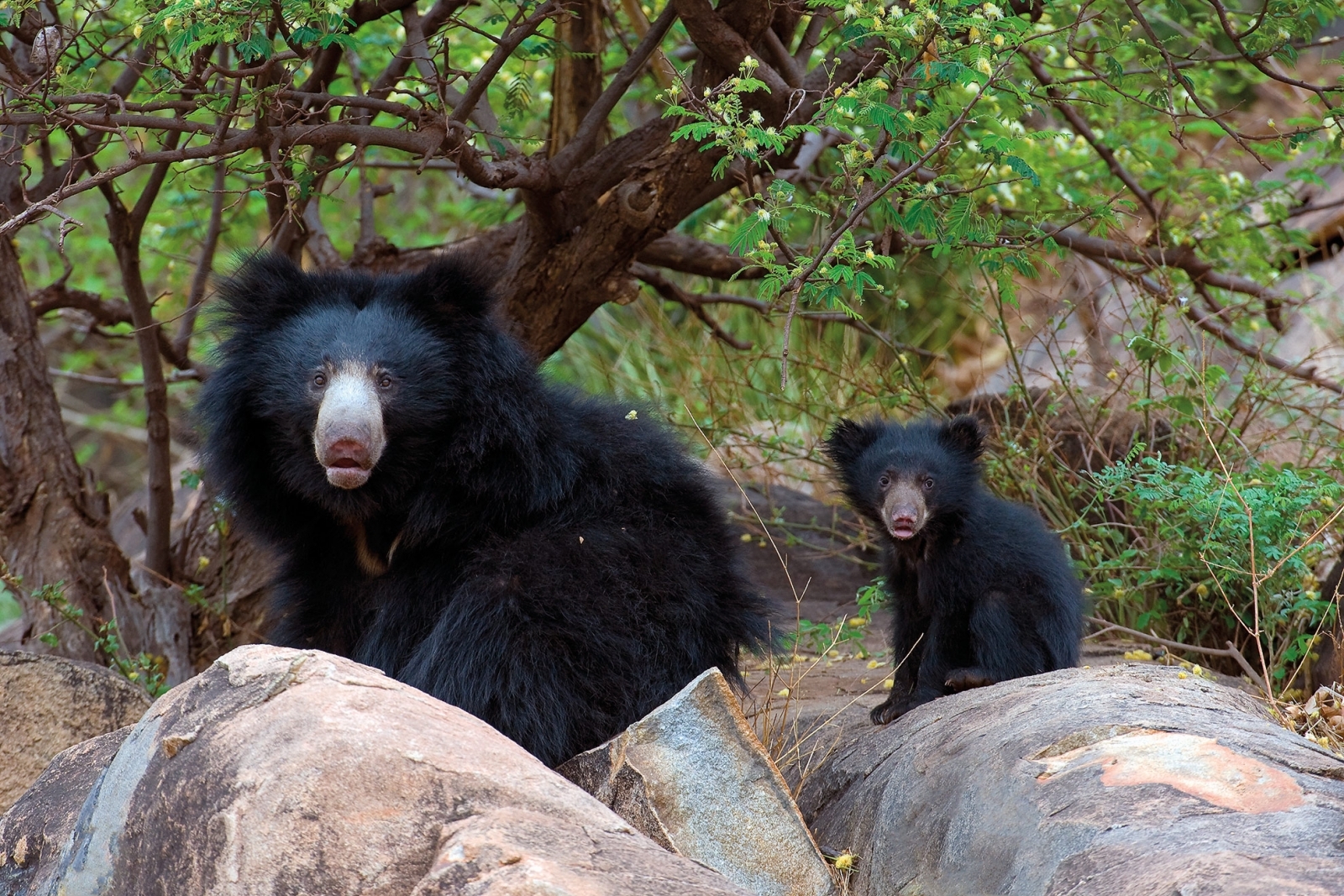 Wild India by Axel Gomille