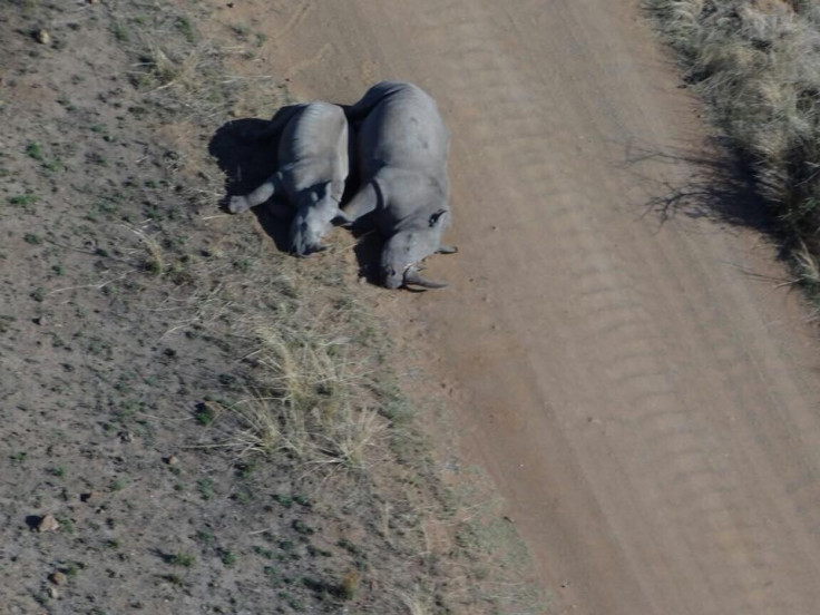 Rhino family killed by poachers Rhino family killed by poachers