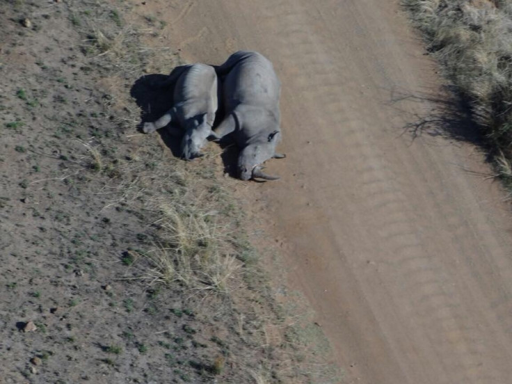 Rhino family killed by poachers