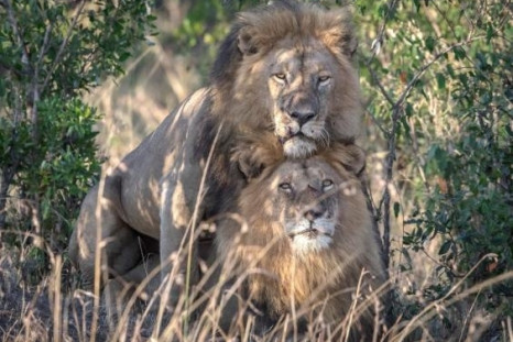 Gay Lions 