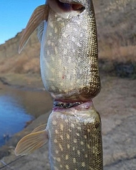 Fish caught in plastic