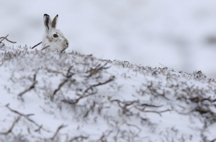 A hare surveys the view in Scotland’s CairnGorm Mountain, where the first snow of the year hit Britain landed overnight