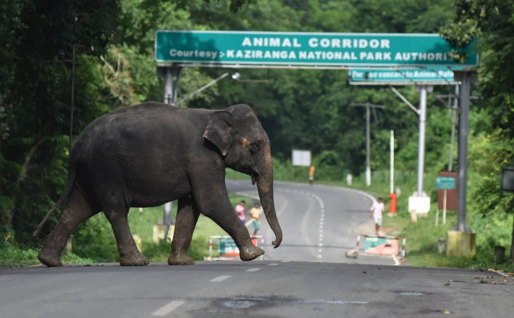 Asian elephant india